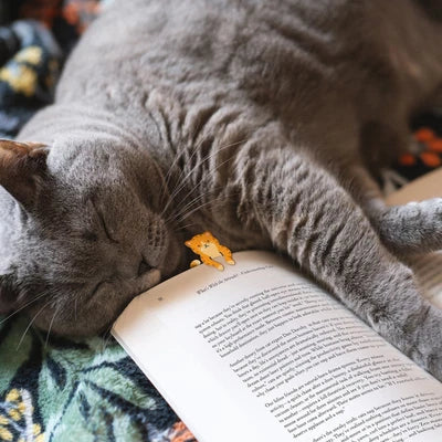 Bookmark Set - Tale End Cats
