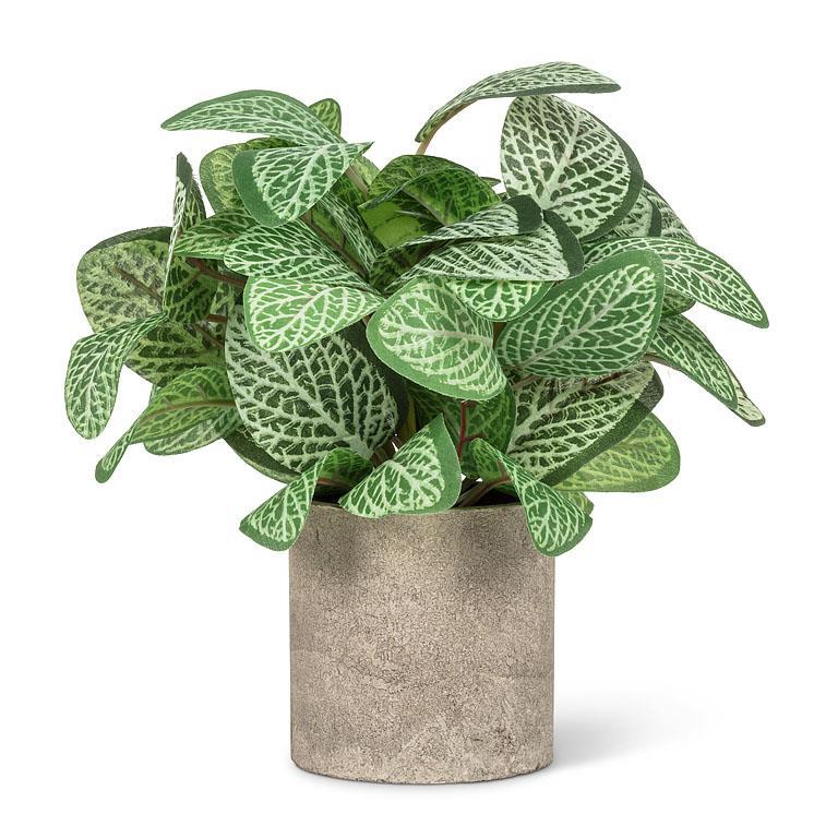 Plant - Varigated Leaf - 8.5"