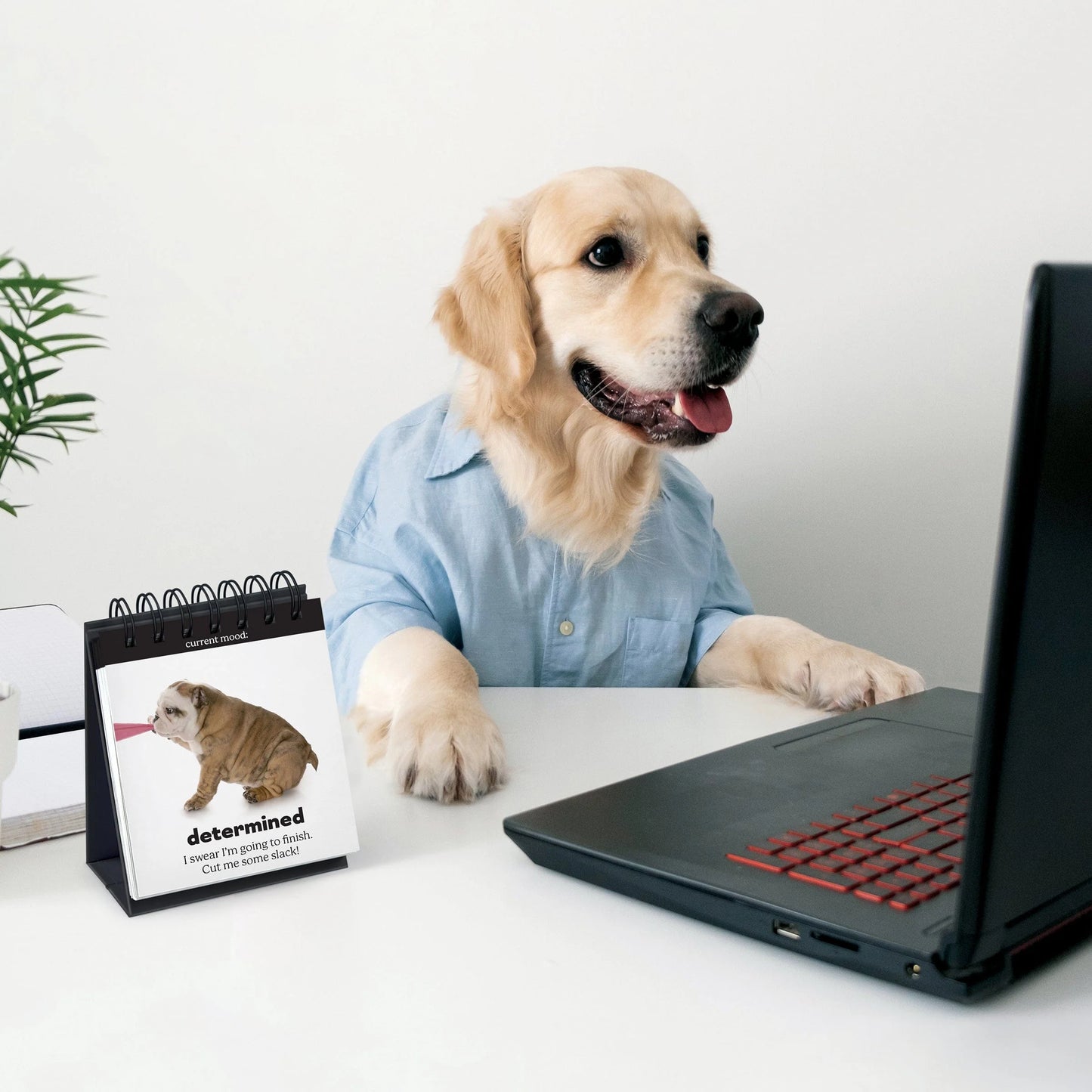 Desk Flipchart - Daily Doggo