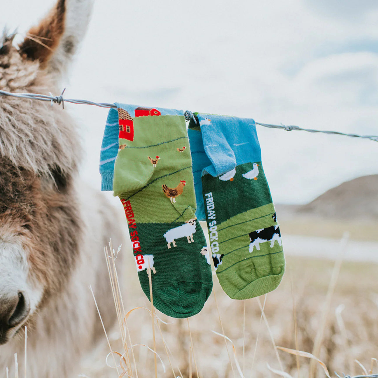 Socks - Large - Barnyard Scene