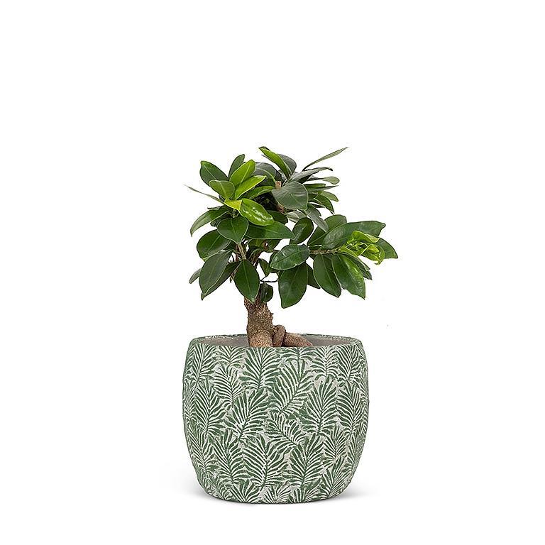 Planter - Ferns - Small 4.5"